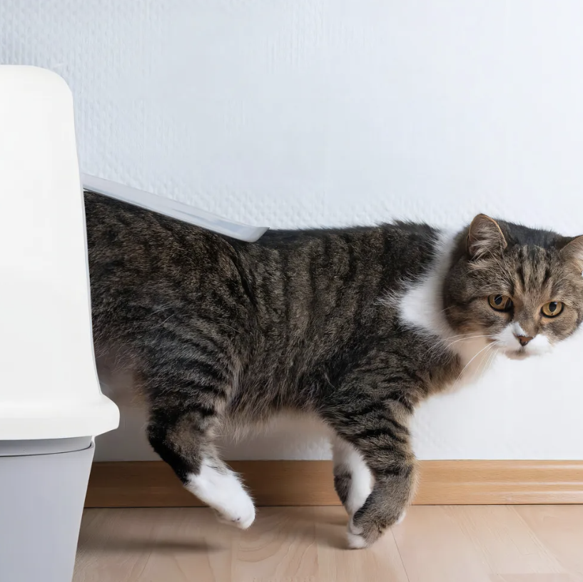 Arenero Grande Cerrado Doble Entrada Gatos